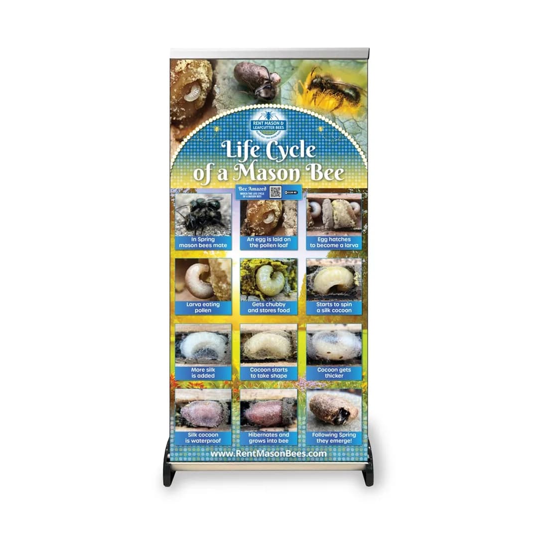 Mason Bee Life Cycle Tabletop Banner (17")