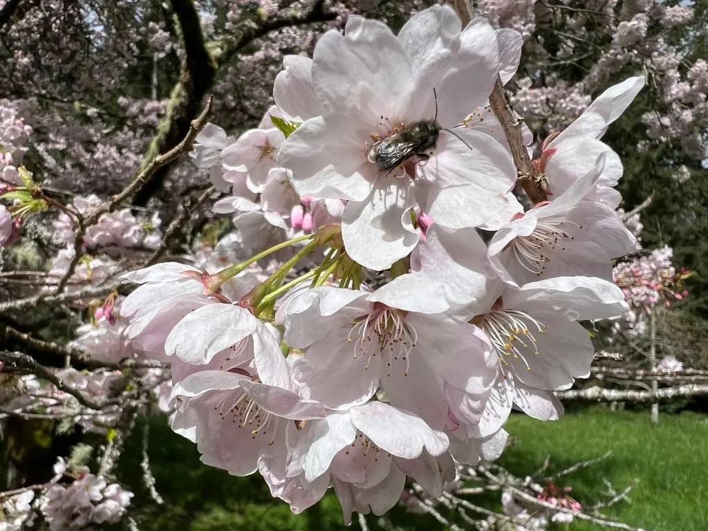 A bee working the center of pale pink cherry blossoms