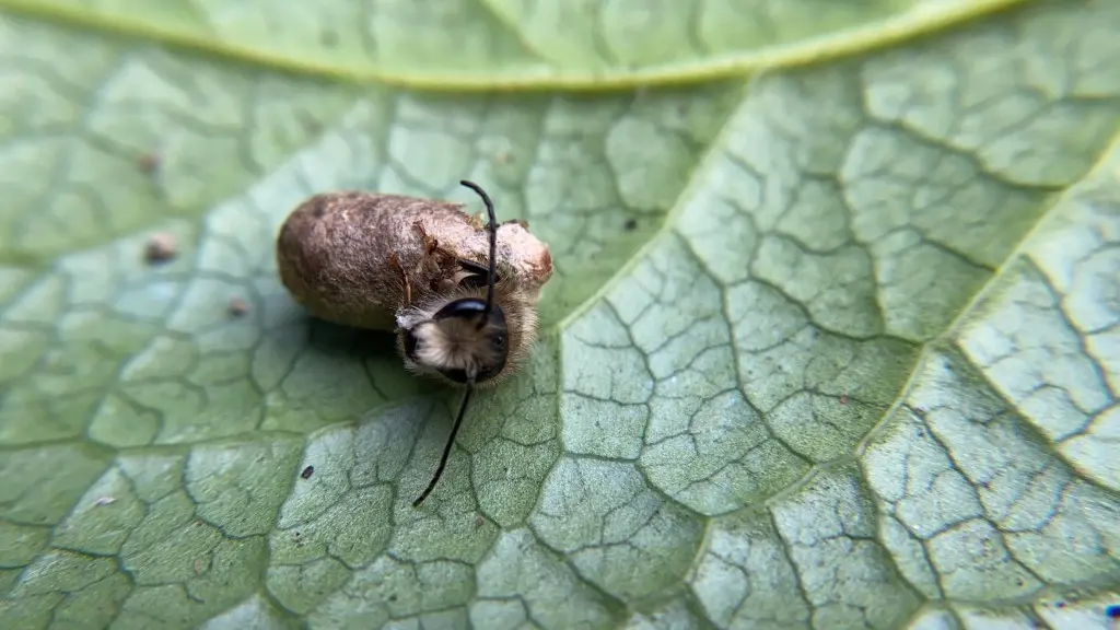 A mason bee chewing out of a cocoon on a green leaf