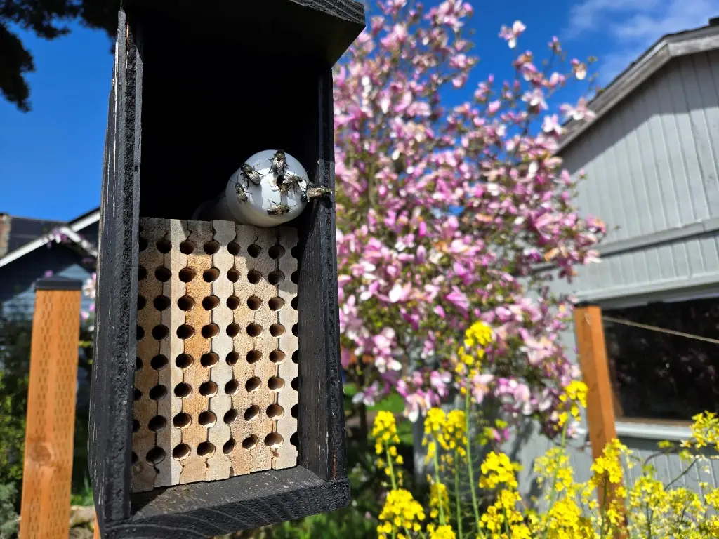 Black bee house with a nesting block, set by a pink magnolia and yellow flowers