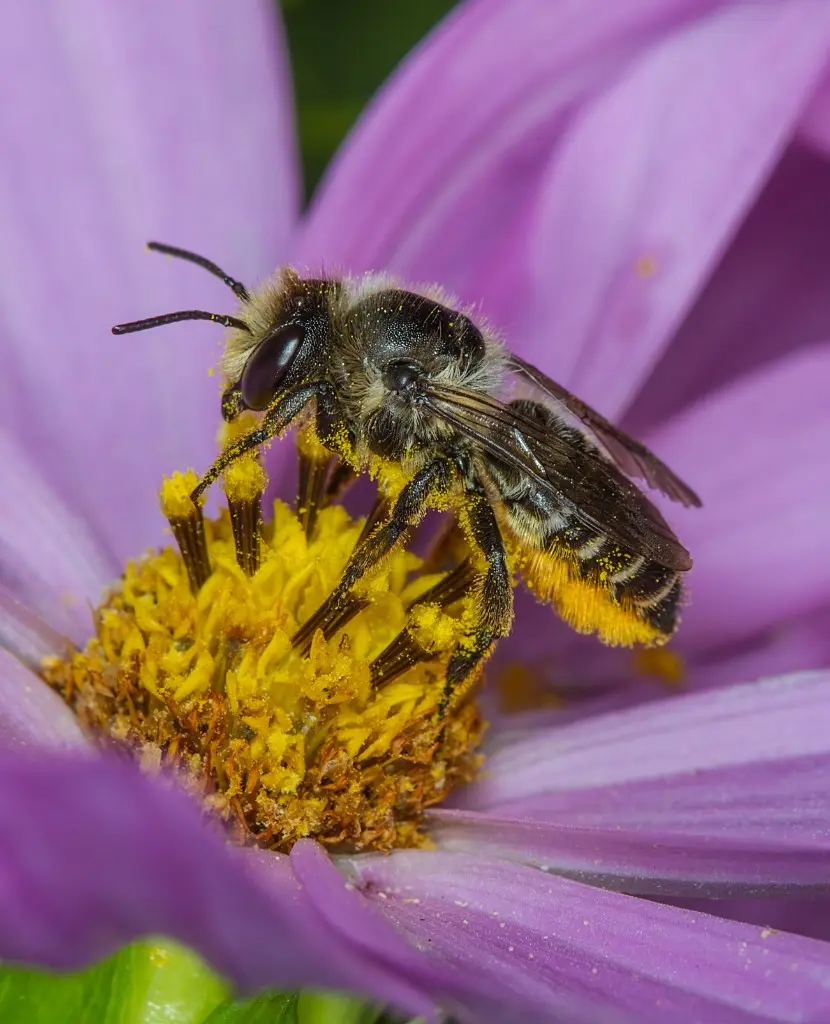 A leafcutter bee with a yellow pollen load on a purple flower