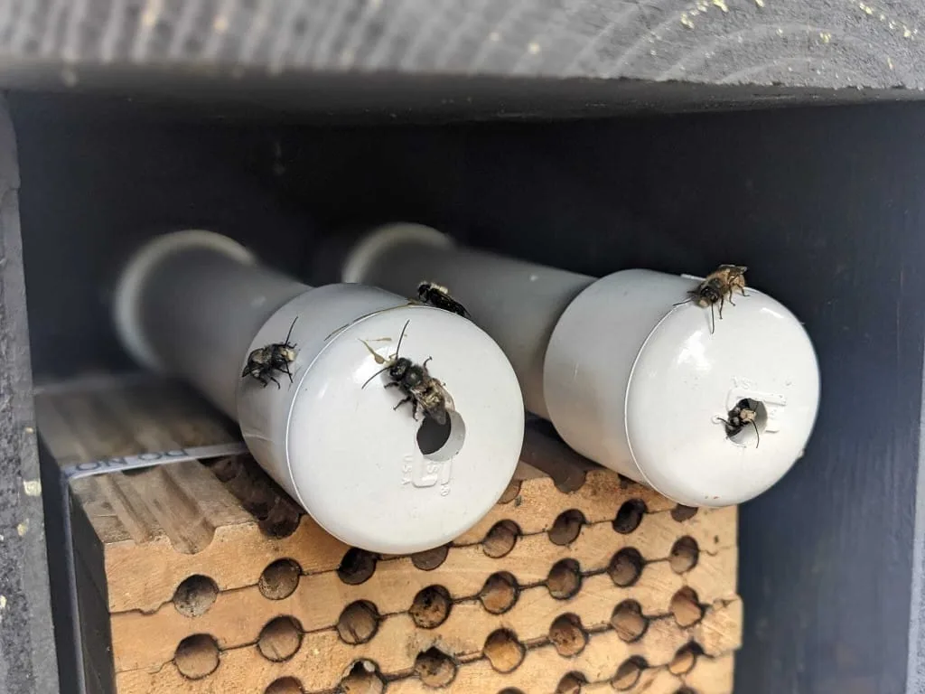 Mason bees on white PVC emergence tubes inside a black bee house, above a wooden nesting block