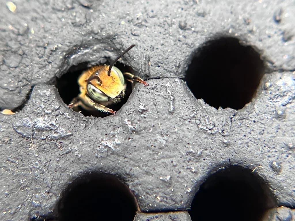Leafcutter bee looking out from a nesting hole