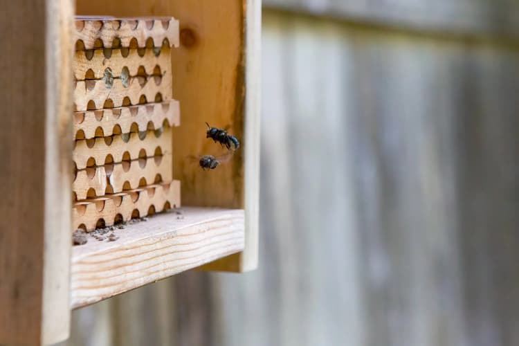 bees flying into nest block