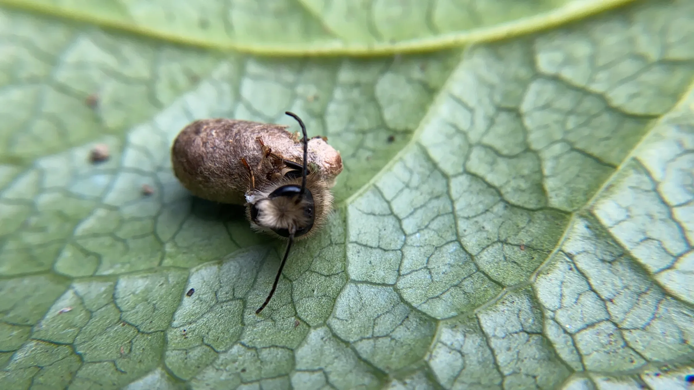 A mason bee emerging from a brown cocoon on a green leaf