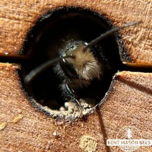 Complete Guide to Hosting Mason Bees!