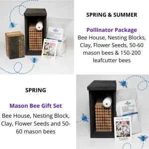 Learn About Non-Stinging, Belly Flopping Mason Bees