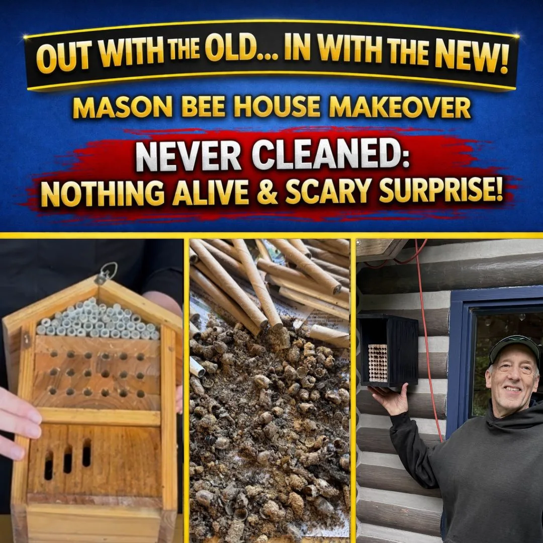 Bee House Makeover: Mud Plugs, Never Cleaned