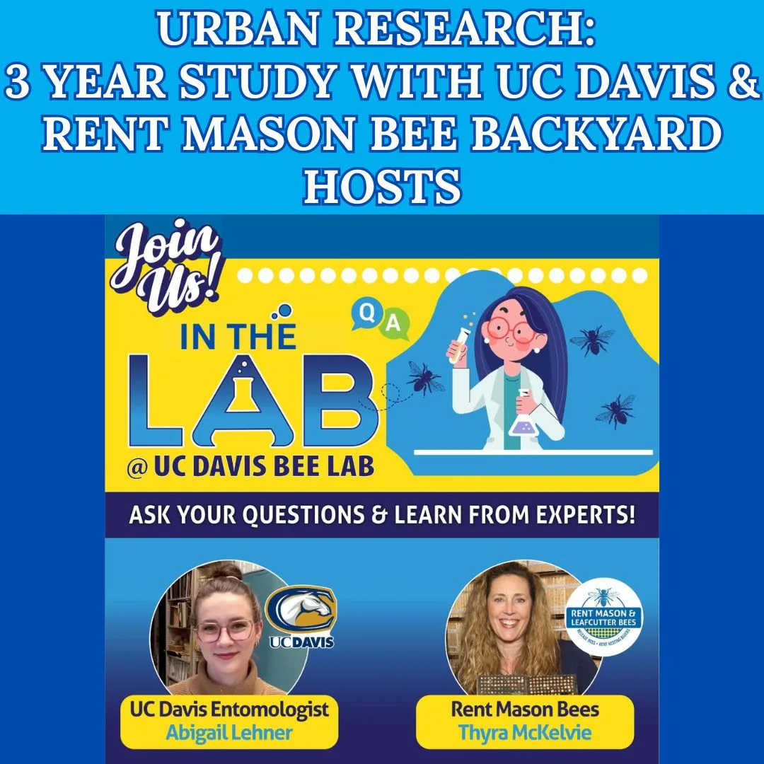 What We Learned from Backyard Mason Bee Hosts