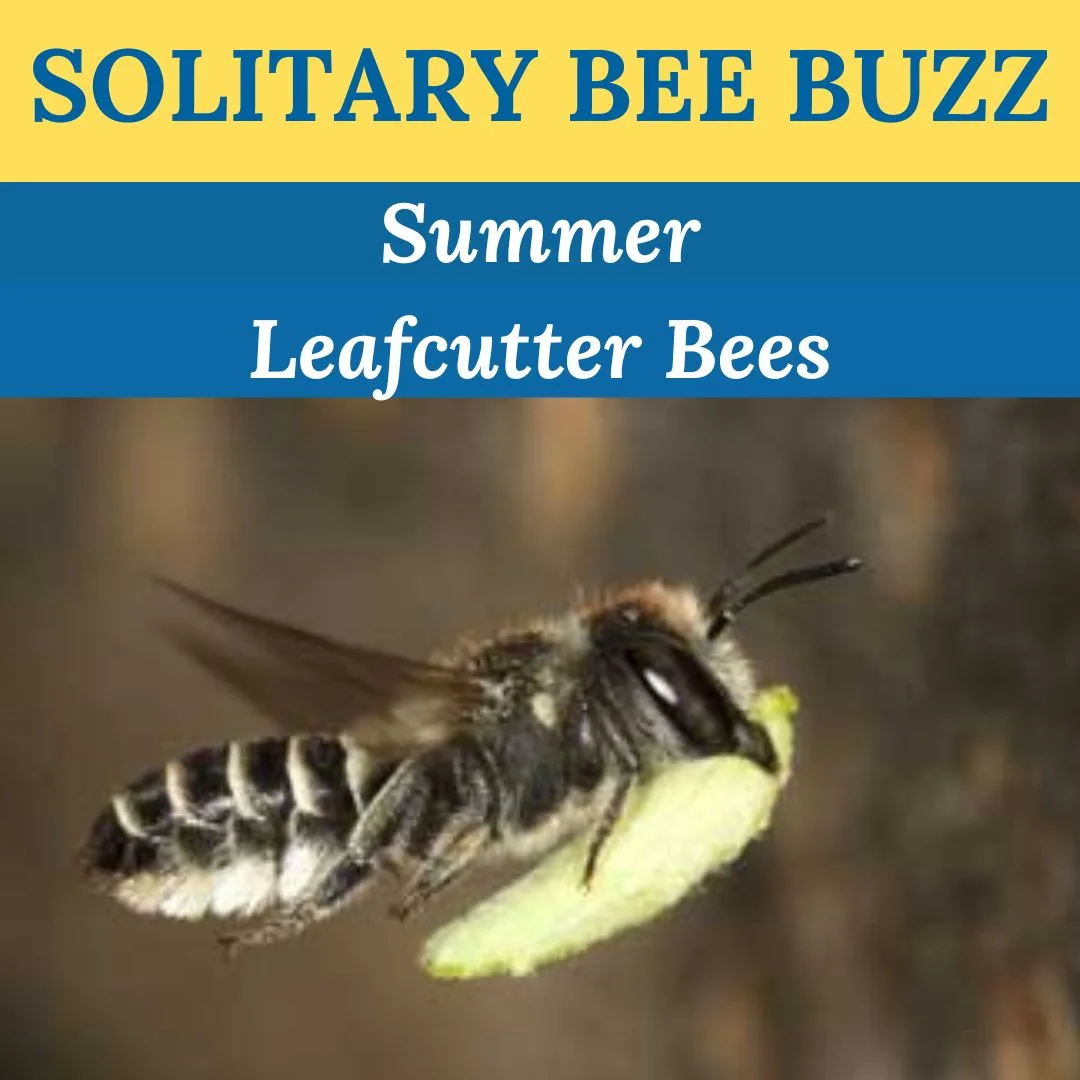 Newsletter Summer Leafcutter