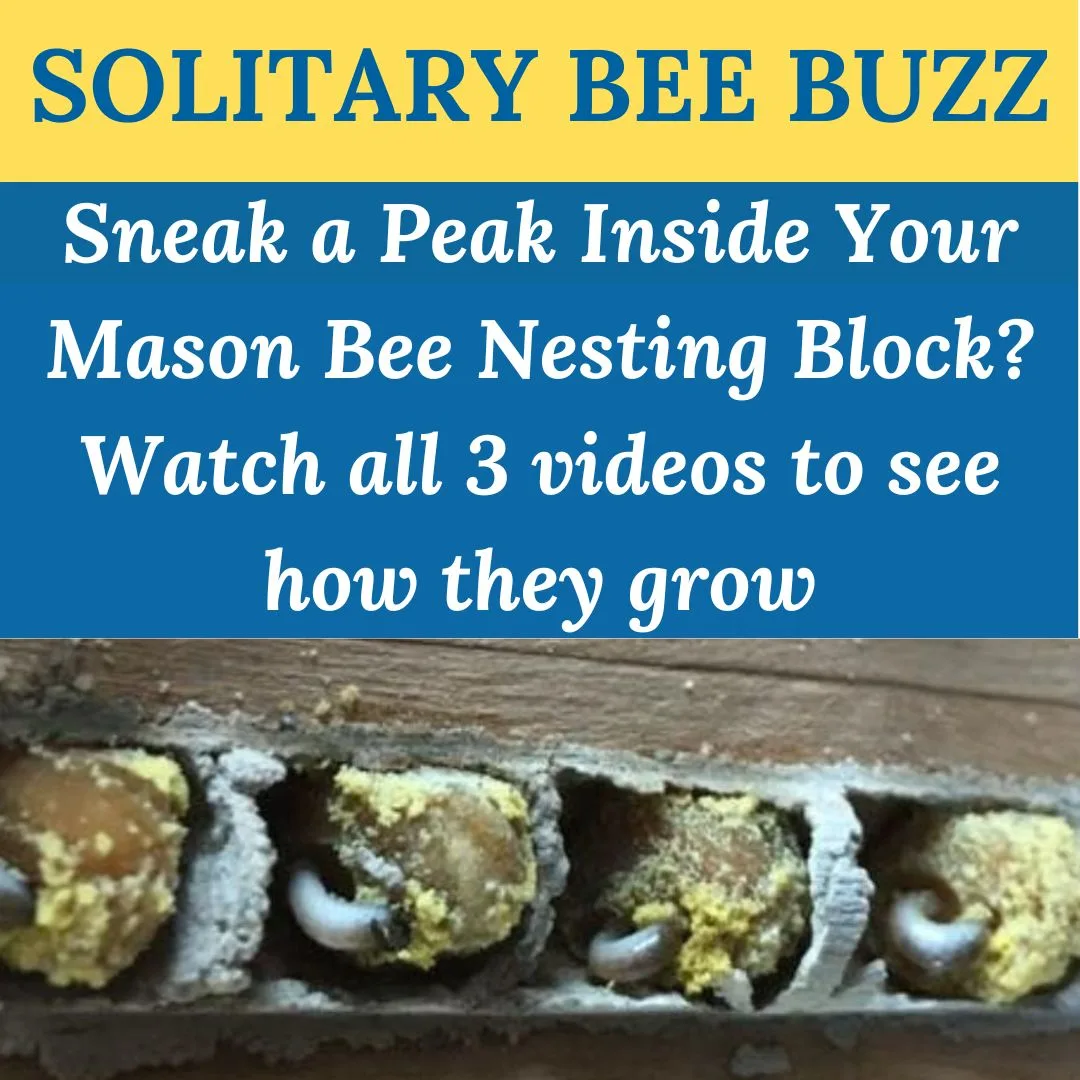 Newsletter All 3 Videos