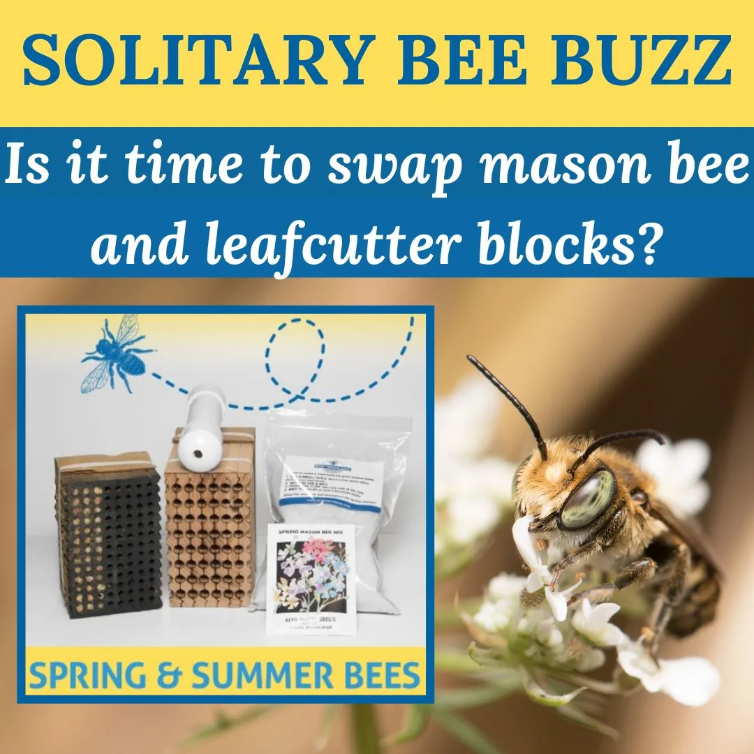 Newsletter Swap Blocks