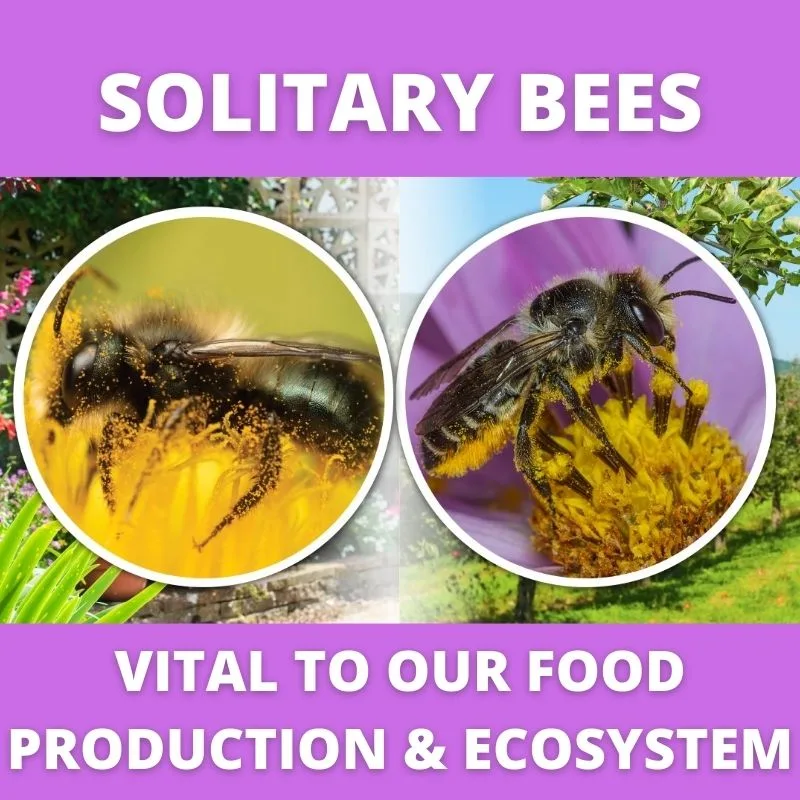 Solitary Bees are Vital to Our Food Production & Ecosystem