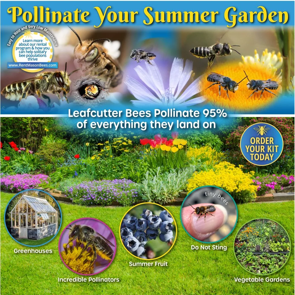 Leafcutter Bees