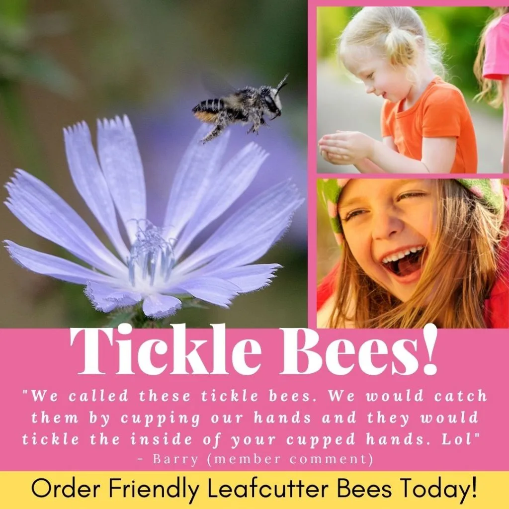 A leafcutter bee near a pale blue flower, beside two photos of children