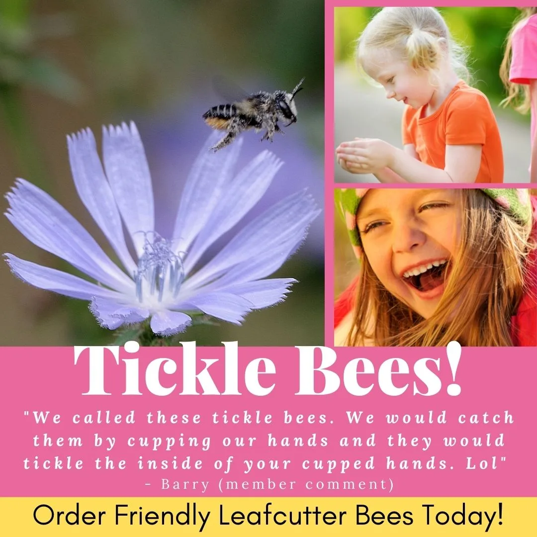 A leafcutter bee near a pale blue flower, beside two photos of children