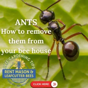 Safe Gardening Tips for Pollinators