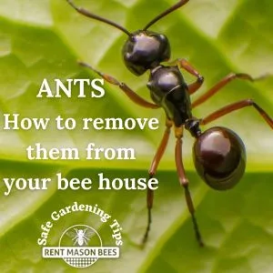 Safe Gardening Tip - How to Remove Ants from Your Bee House