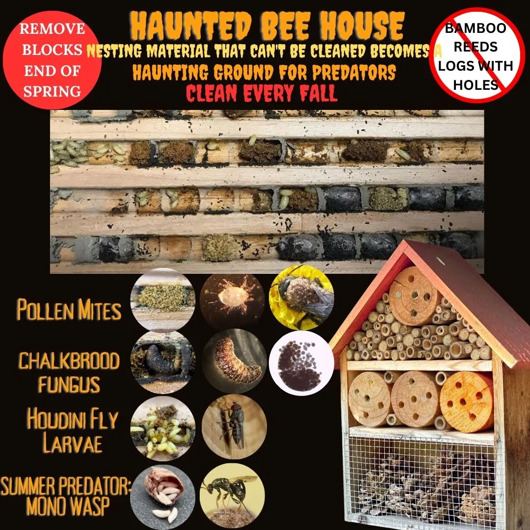 Haunted Bee House 1