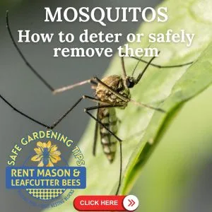 A mosquito on a green leaf, on a safe-gardening card about keeping them away
