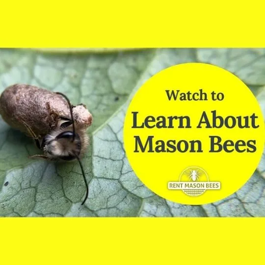Learn About Non-Stinging, Belly Flopping Mason Bees