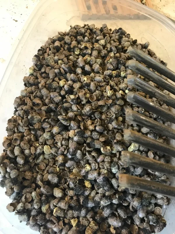Mason Bee Cleaning