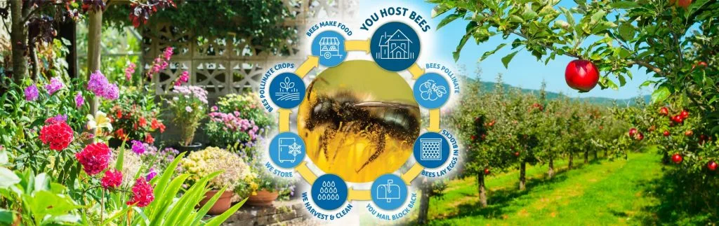 A garden and an apple orchard around a mason bee, with the host, harvest, and mail-back steps