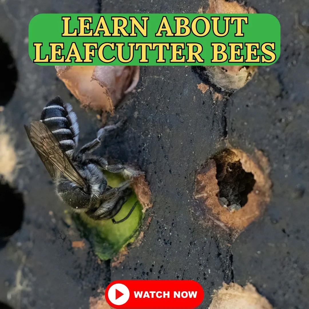 Your Summer Pollinator: Leafcutter Bee Guide!