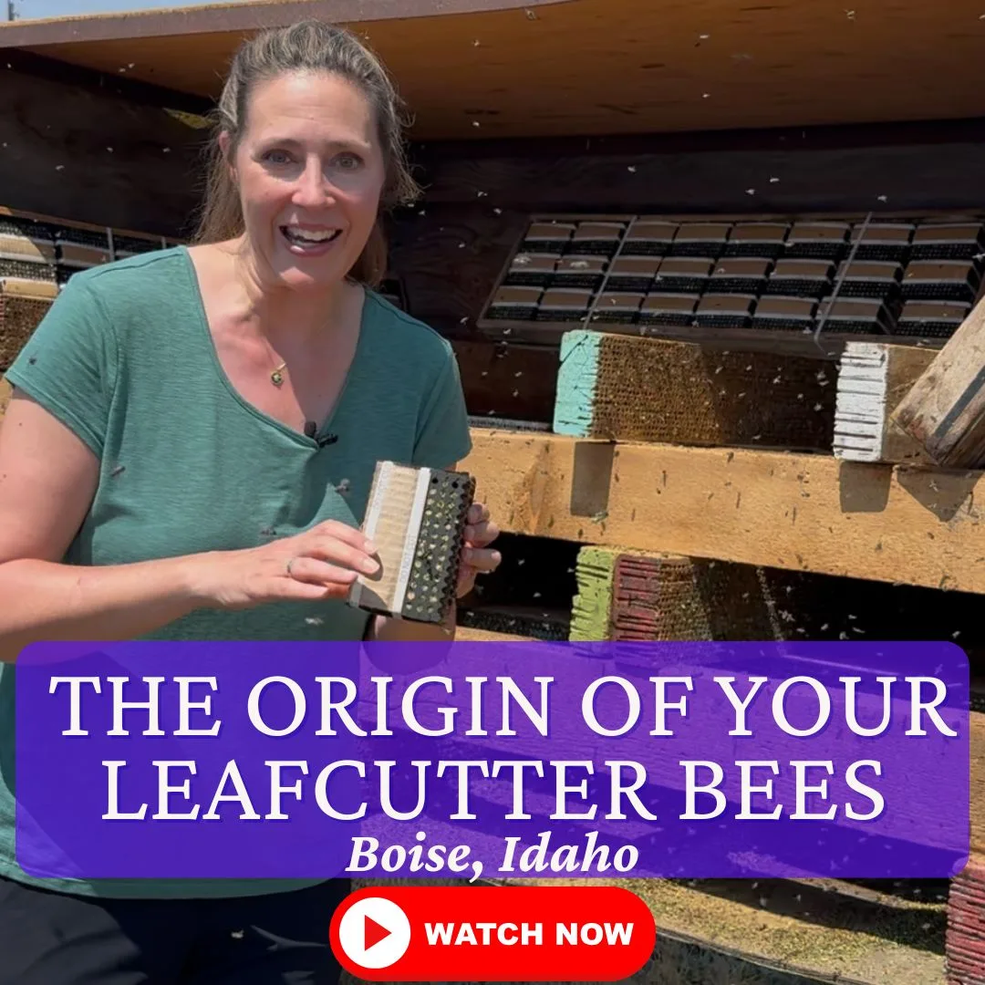 The Origin of Your Leafcutter Bees
