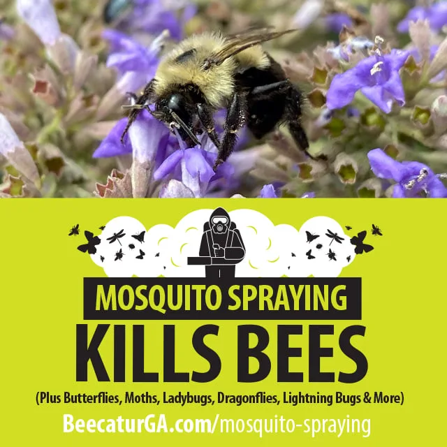 Pollinator Friendly Ways to Deal with Mosquitoes
