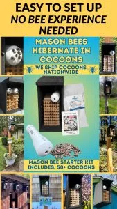 Grow More Fruit with Mason Bees!