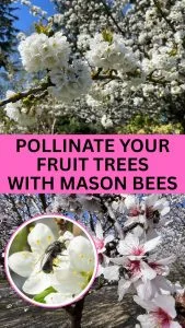Grow More Fruit with Mason Bees!