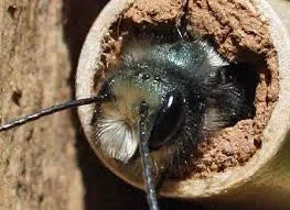 Those brown markings on the outside of the tube and house are scent marks.