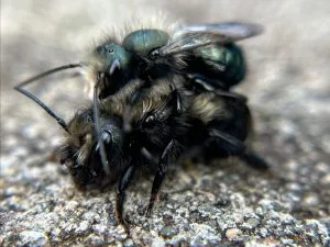 Complete Guide to Hosting Mason Bees!