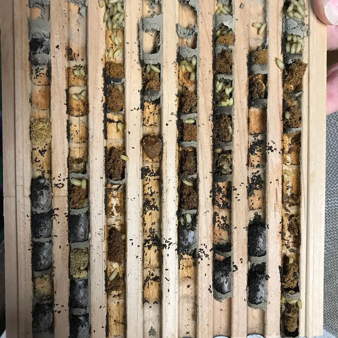 Mason Bee Cleaning