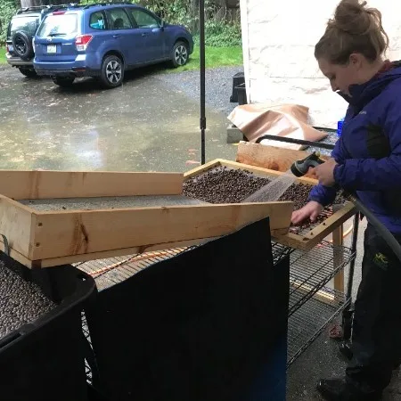 Mason Bee Cleaning