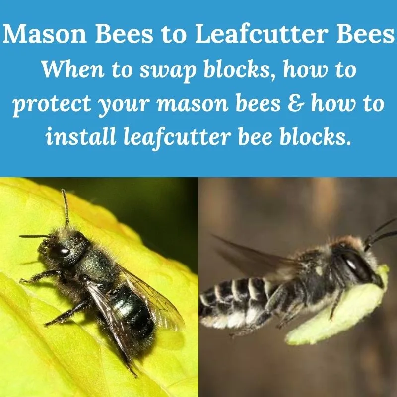 End of Mason Bee Season