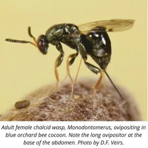 Big Mono Wasp