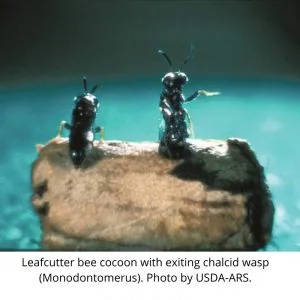 Leafcutter Wasp