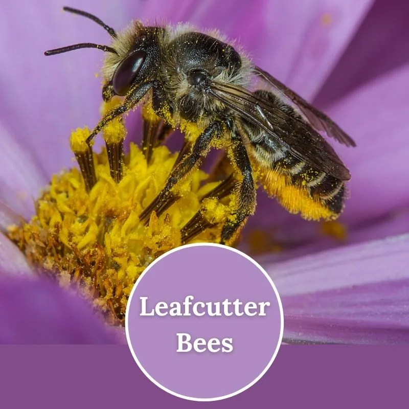 Leafcutter