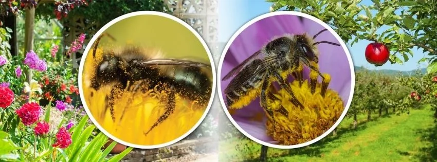 Vital Pollinators