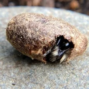 Complete Guide to Hosting Mason Bees!