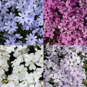 Creeping Phlox 1