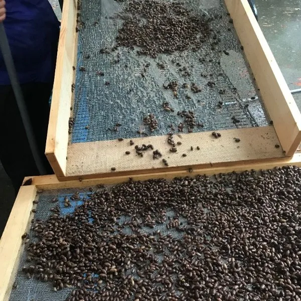 Mason Bee Cleaning