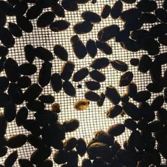 Predator Alert - Invasive Houdini Fly