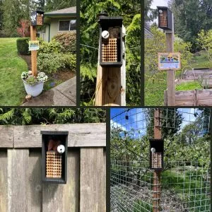 Complete Guide to Hosting Mason Bees!