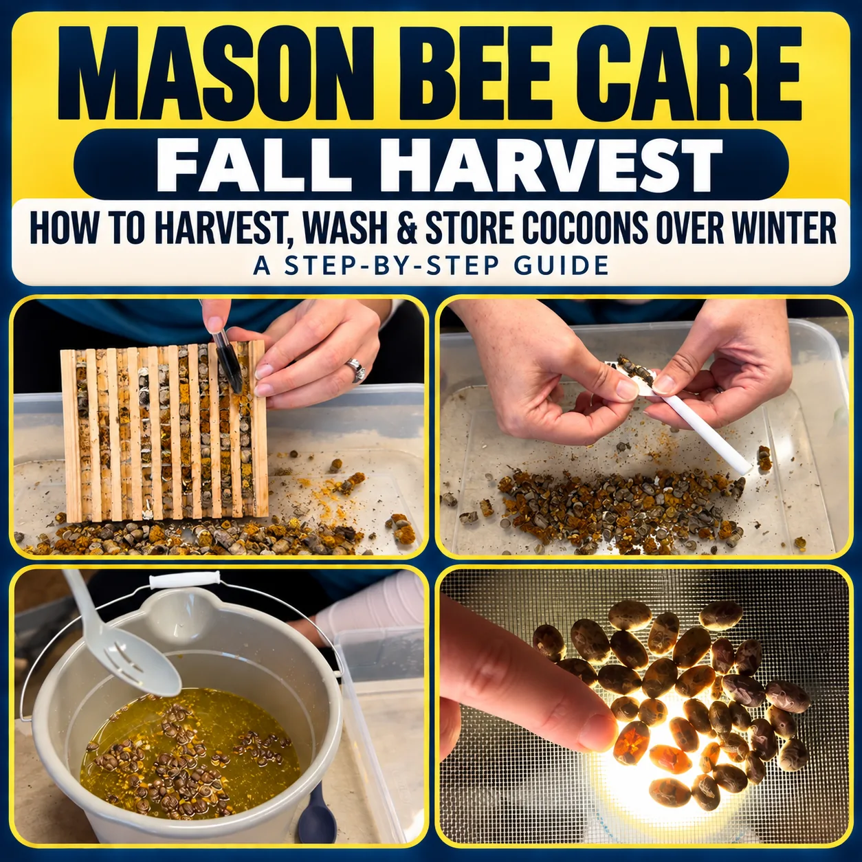Graphic for fall mason bee harvest: opened trays, sorted cocoons, a wash bucket, and cocoons on a light screen.