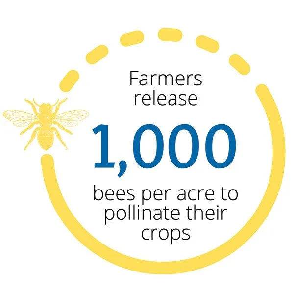 Bee Stat