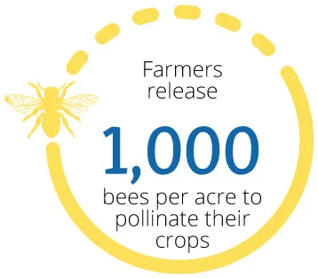 Circle graphic that reads farmers release 1,000 bees per acre to pollinate crops