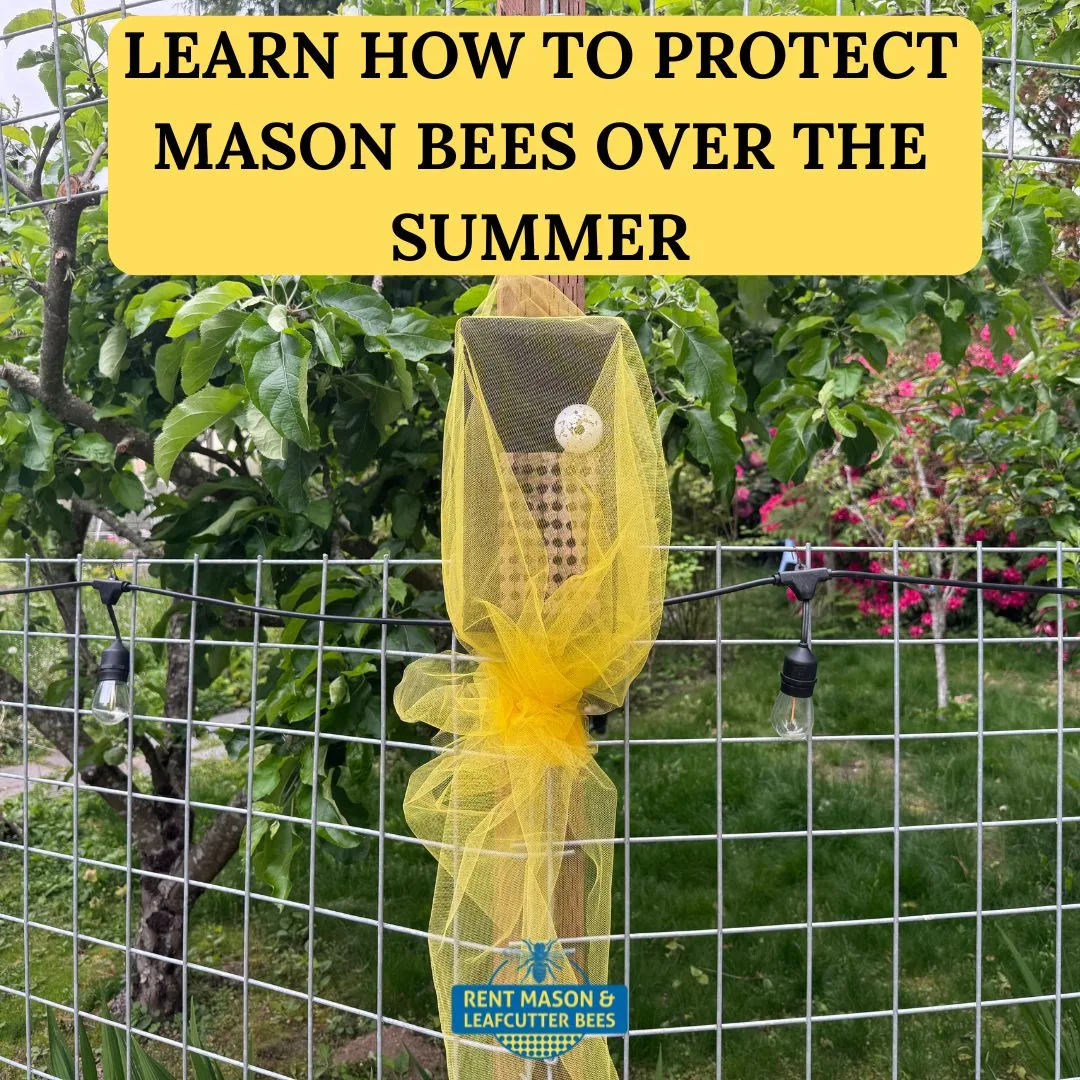 Protect Mason Bees over the Summer